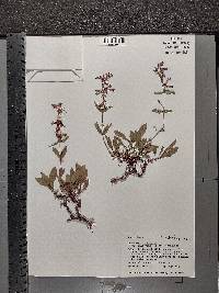 Penstemon attenuatus image