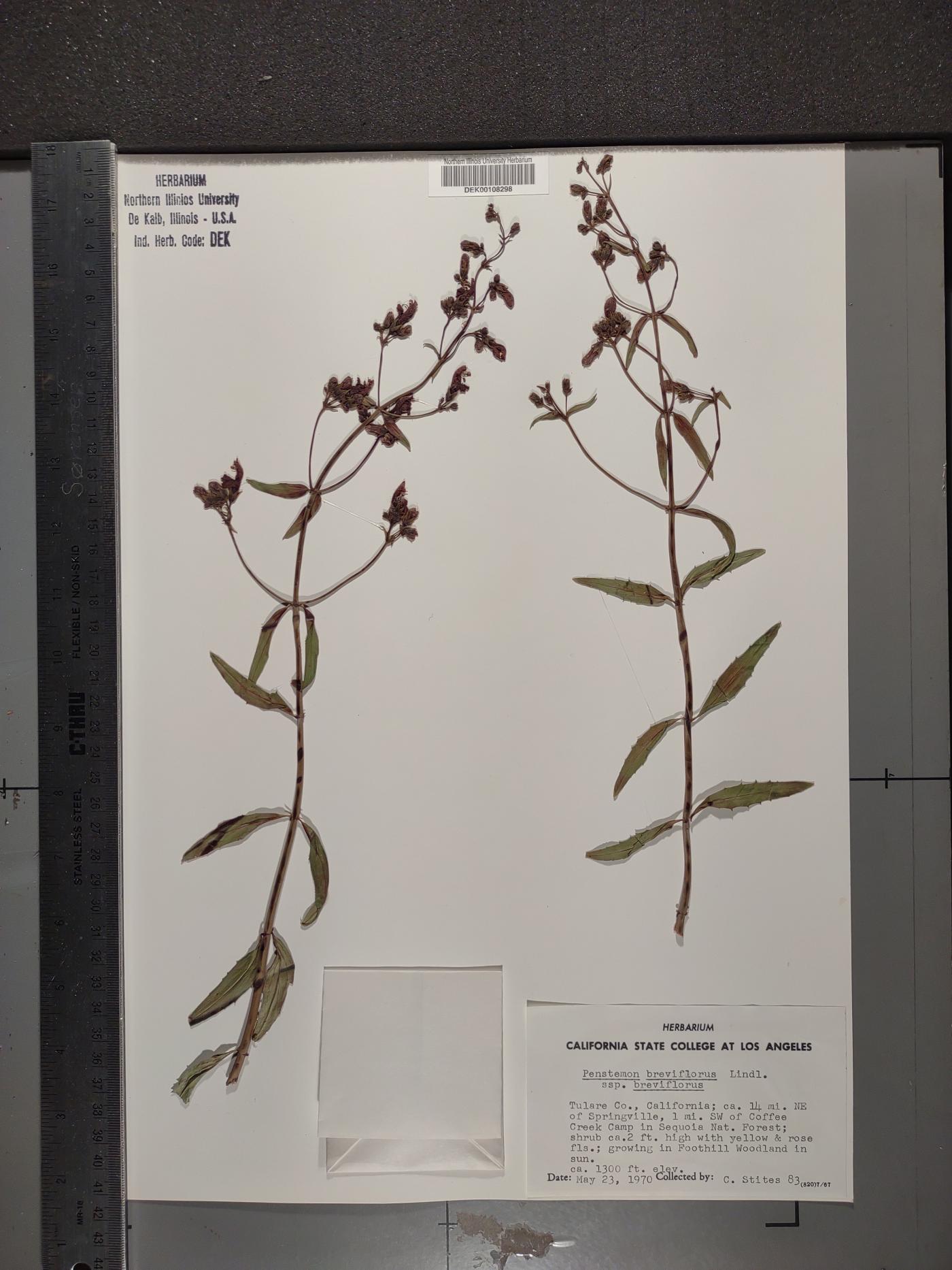 Keckiella breviflora image