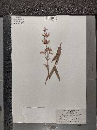 Penstemon canescens image