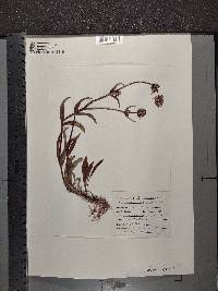 Penstemon cyaneus image