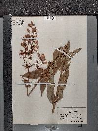 Penstemon laevigatus image