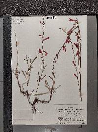 Penstemon labrosus image