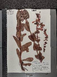 Penstemon murrayanus image