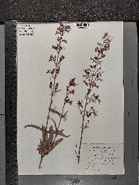 Penstemon parryi image