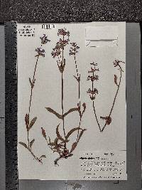 Penstemon rydbergii var. oreocharis image