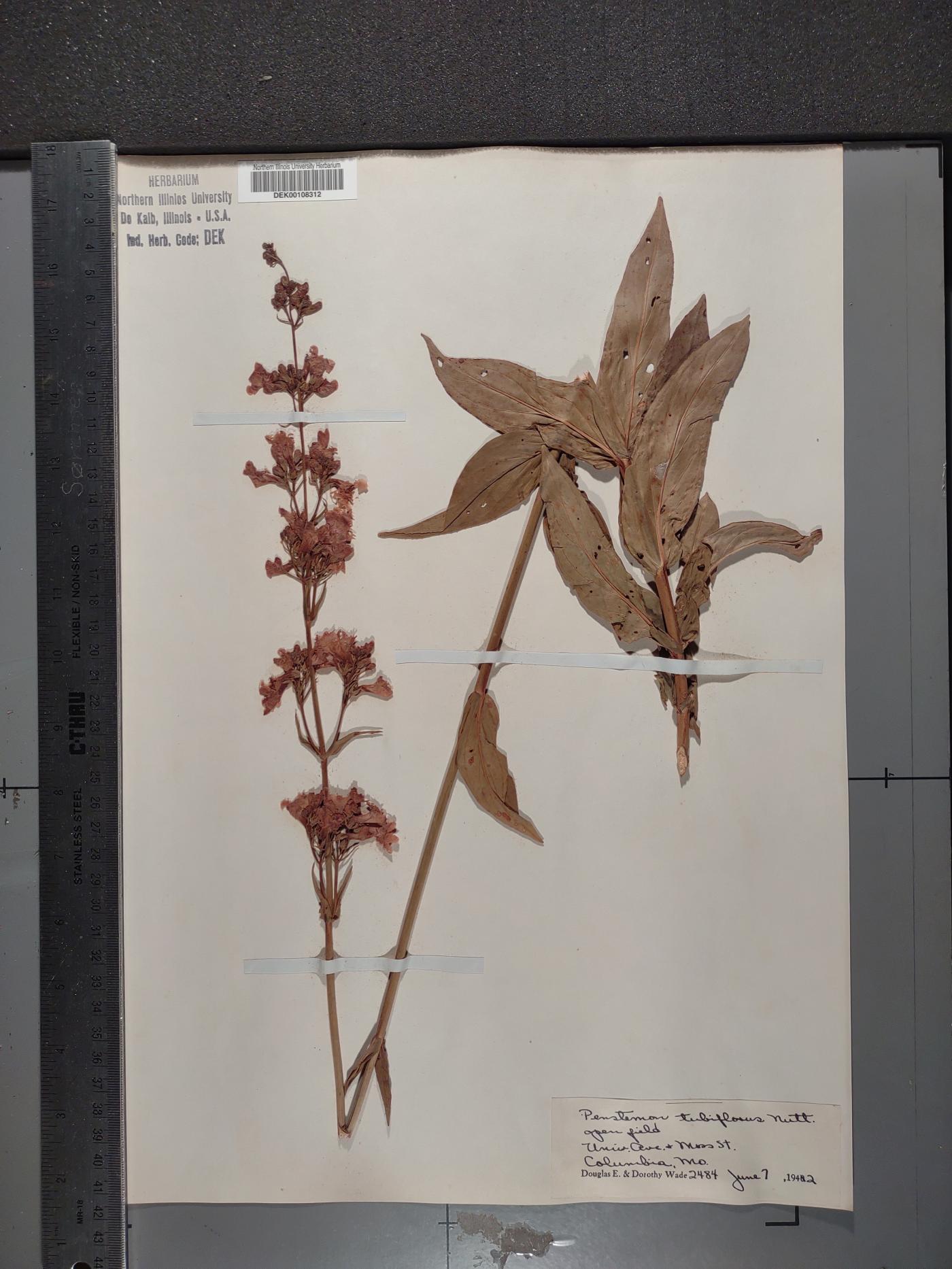 Penstemon tubaeflorus image