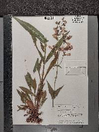 Penstemon digitalis image
