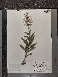 Penstemon pallidus image
