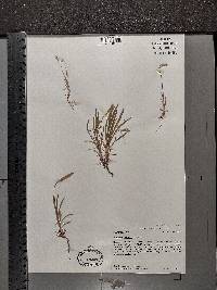 Plantago patagonica image
