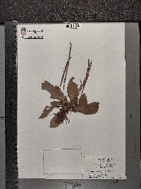 Plantago rugelii image