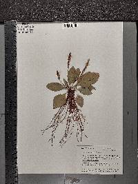 Plantago rugelii image