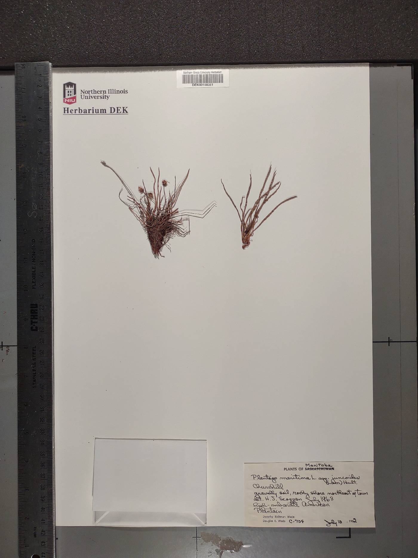 Plantago maritima subsp. maritima image