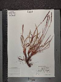 Plantago maritima image