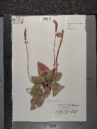 Plantago media image