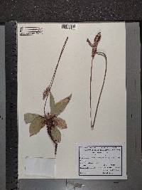Plantago media image
