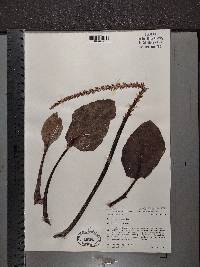 Plantago cordata image