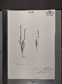 Plantago patagonica image