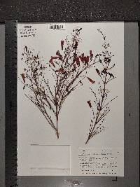 Russelia equisetiformis image