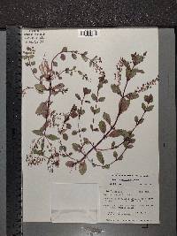 Veronica anagallis-aquatica image