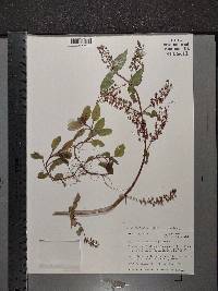 Veronica anagallis-aquatica image