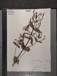Veronica anagallis-aquatica image