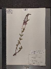 Veronica biloba image