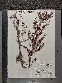 Veronica catenata image