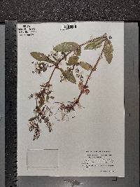Veronica anagallis-aquatica image