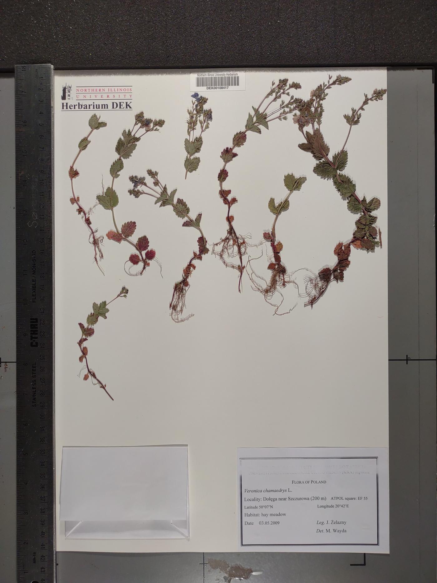 Veronica chamaedrys image