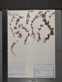 Veronica chamaedrys image