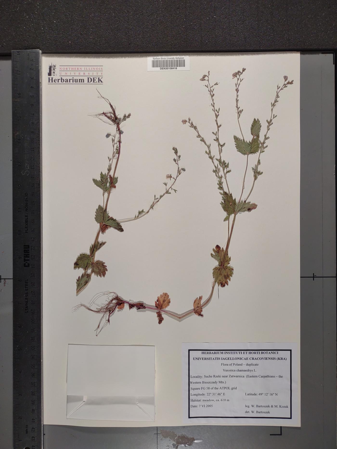 Veronica chamaedrys image