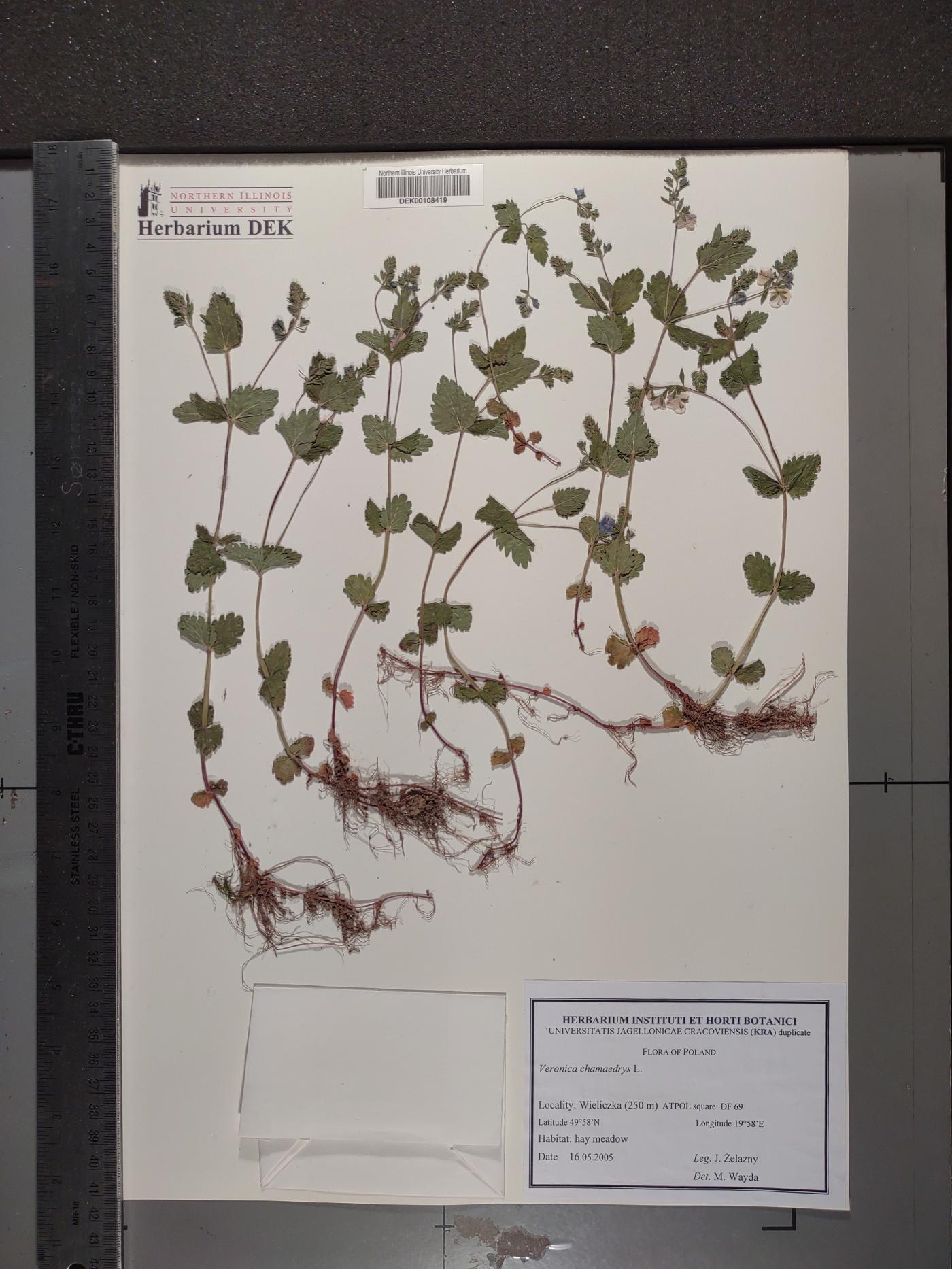 Veronica chamaedrys image