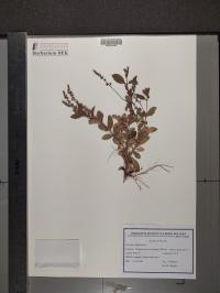 Veronica officinalis image