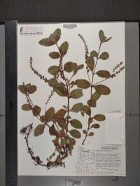 Veronica officinalis image