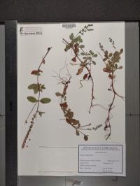 Veronica officinalis image