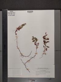 Veronica officinalis image