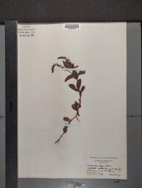 Veronica officinalis image