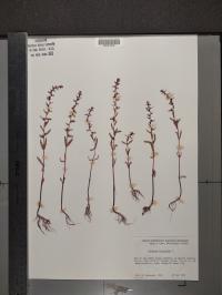 Veronica peregrina image