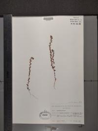 Veronica peregrina image
