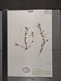 Veronica persica image