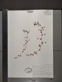 Veronica persica image