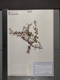 Veronica persica image