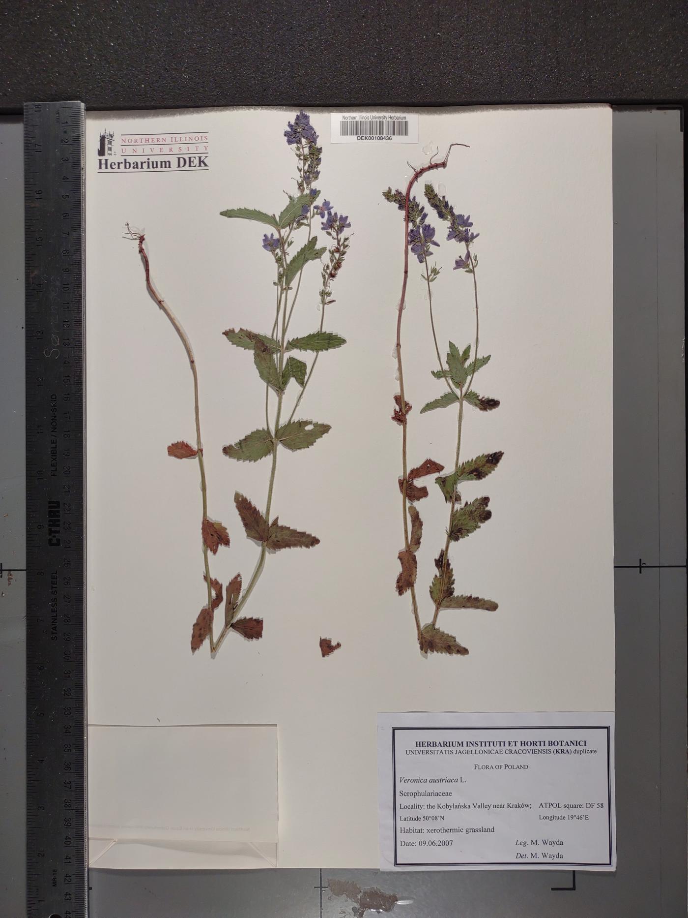 Veronica austriaca image