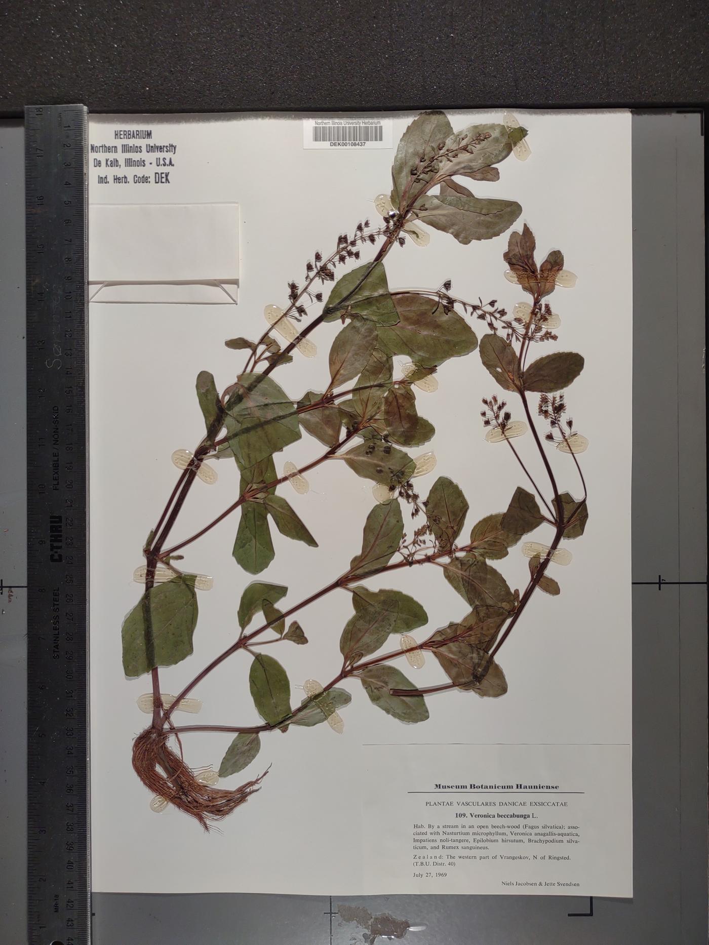 Veronica beccabunga image