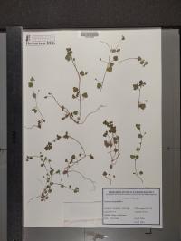 Veronica hederifolia image