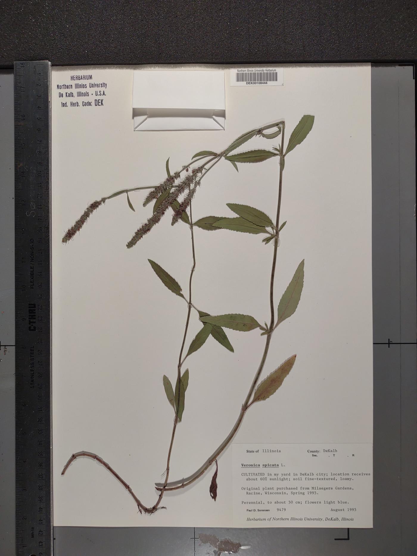 Veronica spicata image
