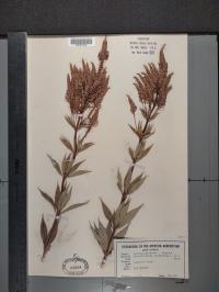 Veronicastrum virginicum image