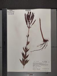 Veronicastrum virginicum image