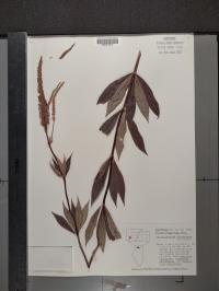Veronicastrum virginicum image