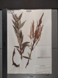 Veronicastrum virginicum image